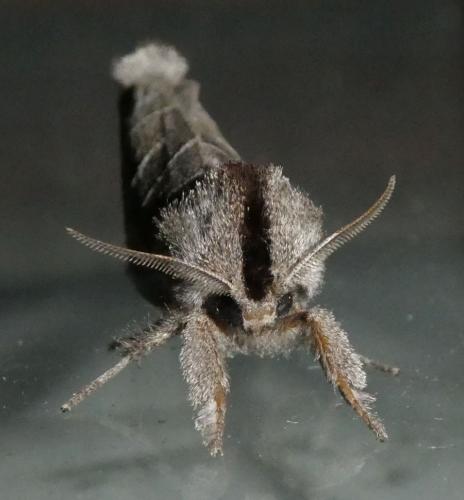 Réf. 209 800 : Clostera anachoreta